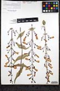 Penstemon spectabilis var. subinteger image