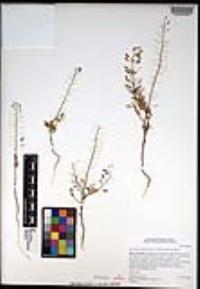 Descurainia pinnata subsp. glabra image