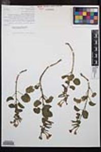 Chylismia cardiophylla image