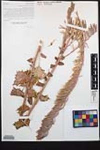 Chylismia cardiophylla image