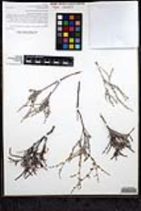 Eriogonum wrightii var. taxifolium image