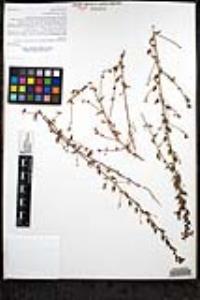 Sairocarpus pusillus image