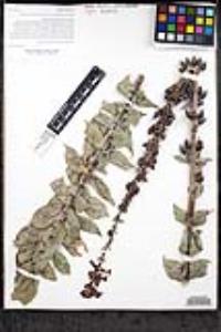 Penstemon angelicus image