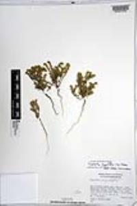 Johnstonella angustifolia image