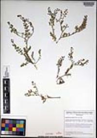 Lepidium lasiocarpum image