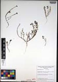 Lepidium nitidum image