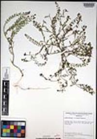 Lepidium oblongum var. insulare image