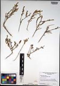 Atriplex julacea image