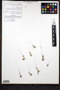 Eriastrum diffusum subsp. diffusum image