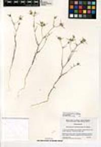 Eriastrum eremicum image