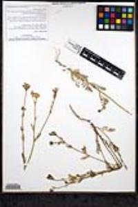 Gilia nevinii image