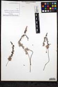 Eriogonum fasciculatum var. polifolium image