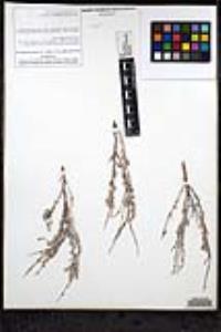 Eriogonum wrightii var. nodosum image