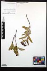 Vauquelinia californica image