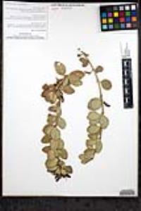 Gambelia speciosa image