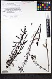 Keckiella ternata var. ternata image
