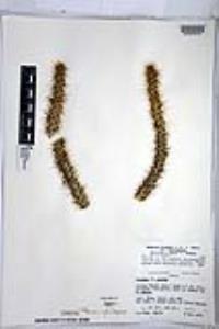 Cylindropuntia alcahes image