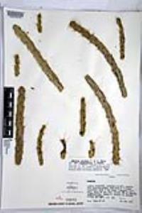 Cylindropuntia alcahes subsp. gigantensis image