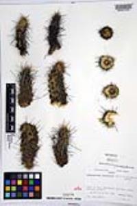 Echinocereus brandegeei image