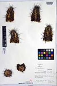 Echinocereus brandegeei image