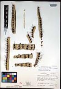 Stenocereus thurberi var. thurberi image