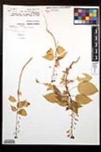 Lopezia clavata image