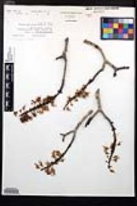Aesculus parryi image
