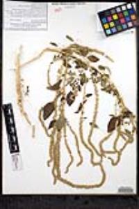 Amaranthus palmeri image