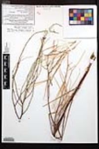 Eulobus californicus image