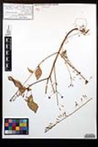 Lopezia clavata image