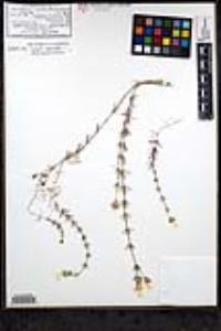 Leptosiphon nuttallii var. nuttallii image