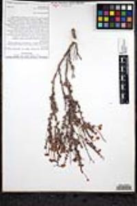 Eriogonum fasciculatum var. flavoviride image