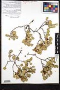 Rhamnus ilicifolia image
