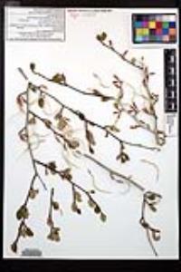 Cercocarpus montanus var. glaber image