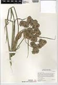 Cyperus eragrostis image