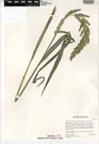 Echinochloa crus-pavonis image