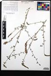 Marina capensis image