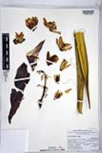 Yucca schidigera image