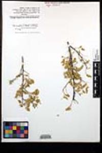 Senegalia greggii image