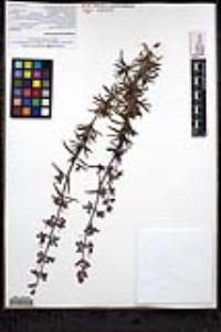 Trichostema parishii image