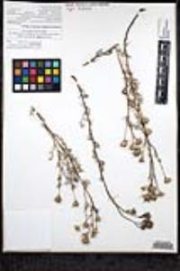 Eriastrum densifolium subsp. elongatum image