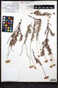 Eriogonum fasciculatum var. polifolium image