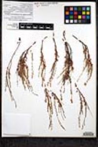 Eriogonum wrightii image