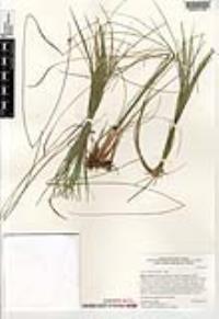 Carex longissima image