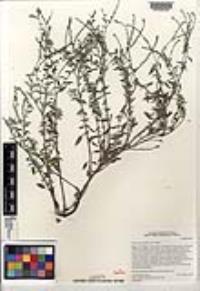 Heliotropium fallax image