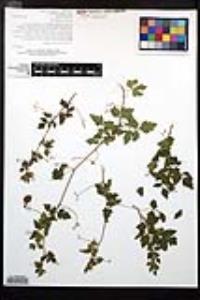 Cardiospermum tortuosum image