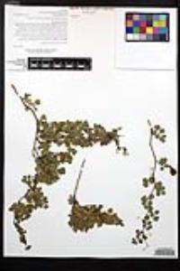 Cardiospermum tortuosum image