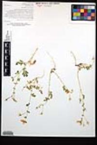 Kallstroemia peninsularis image