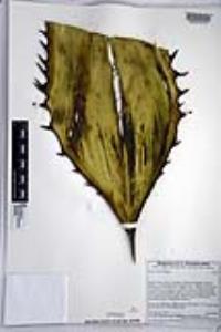 Agave shawii image