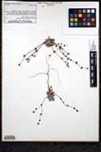 Nemacaulis denudata image